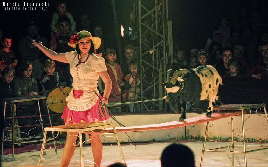 Fotoreportaż z występu Cyrku Arena w Piasecznie