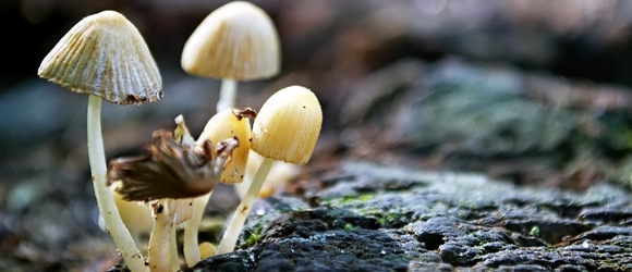 Zdjęcie grzybów rosnących na drzewie