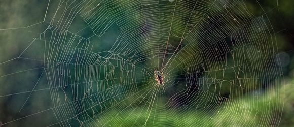 Pajęczyna z pająkiem w Zalesiu Dolnym