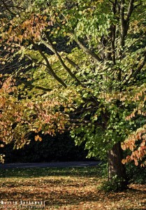 Jesienne drzewo w Parku