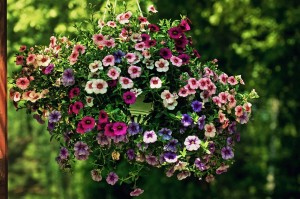 Kwiaty w ogrodzie